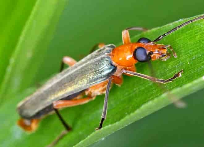 昆虫図鑑・アオカミキリモドキ